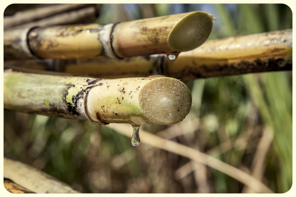 Dominican Sugar cane cut and harvested
