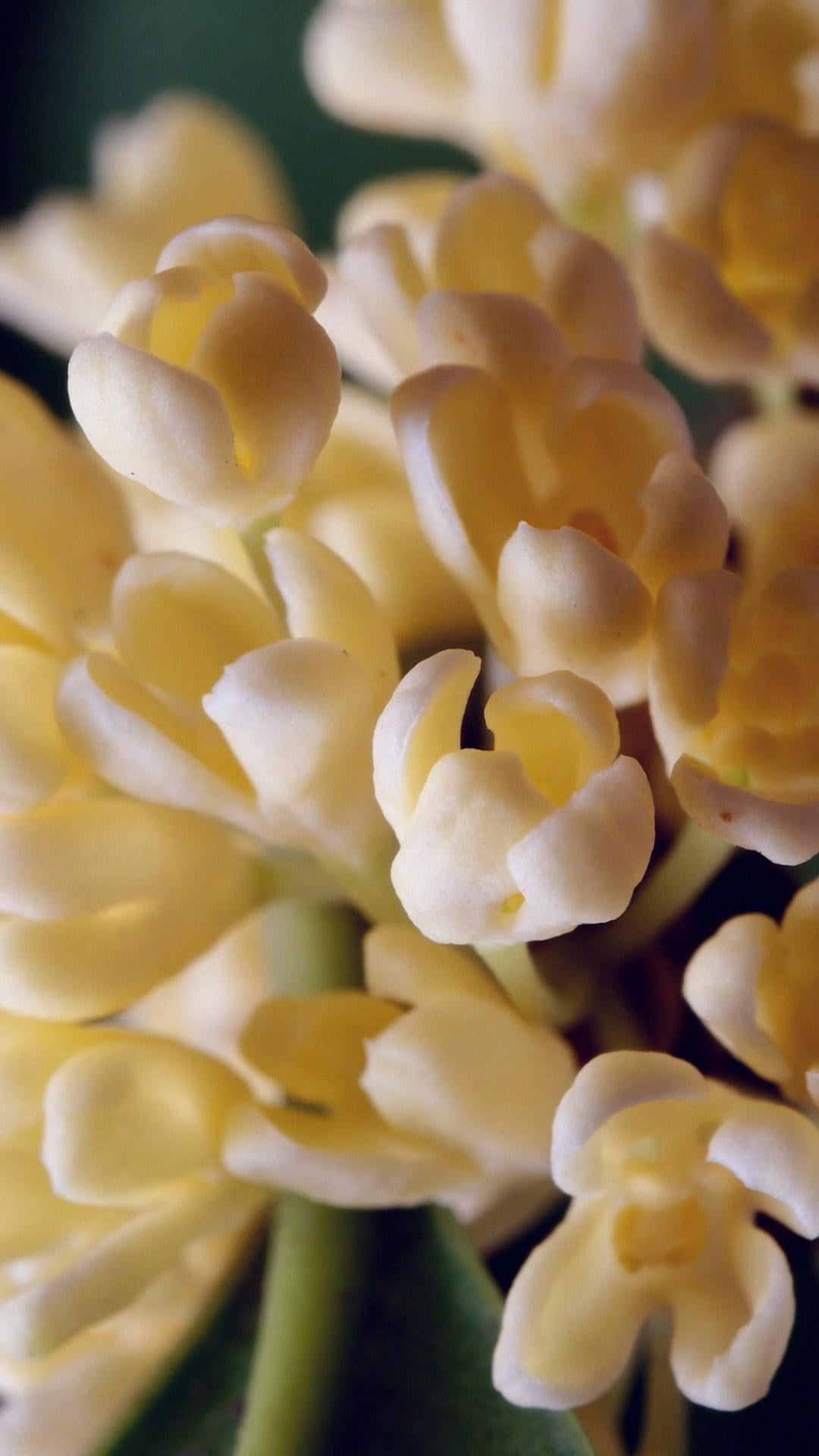 Orange blossom