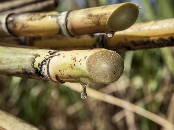Sugar cane branches